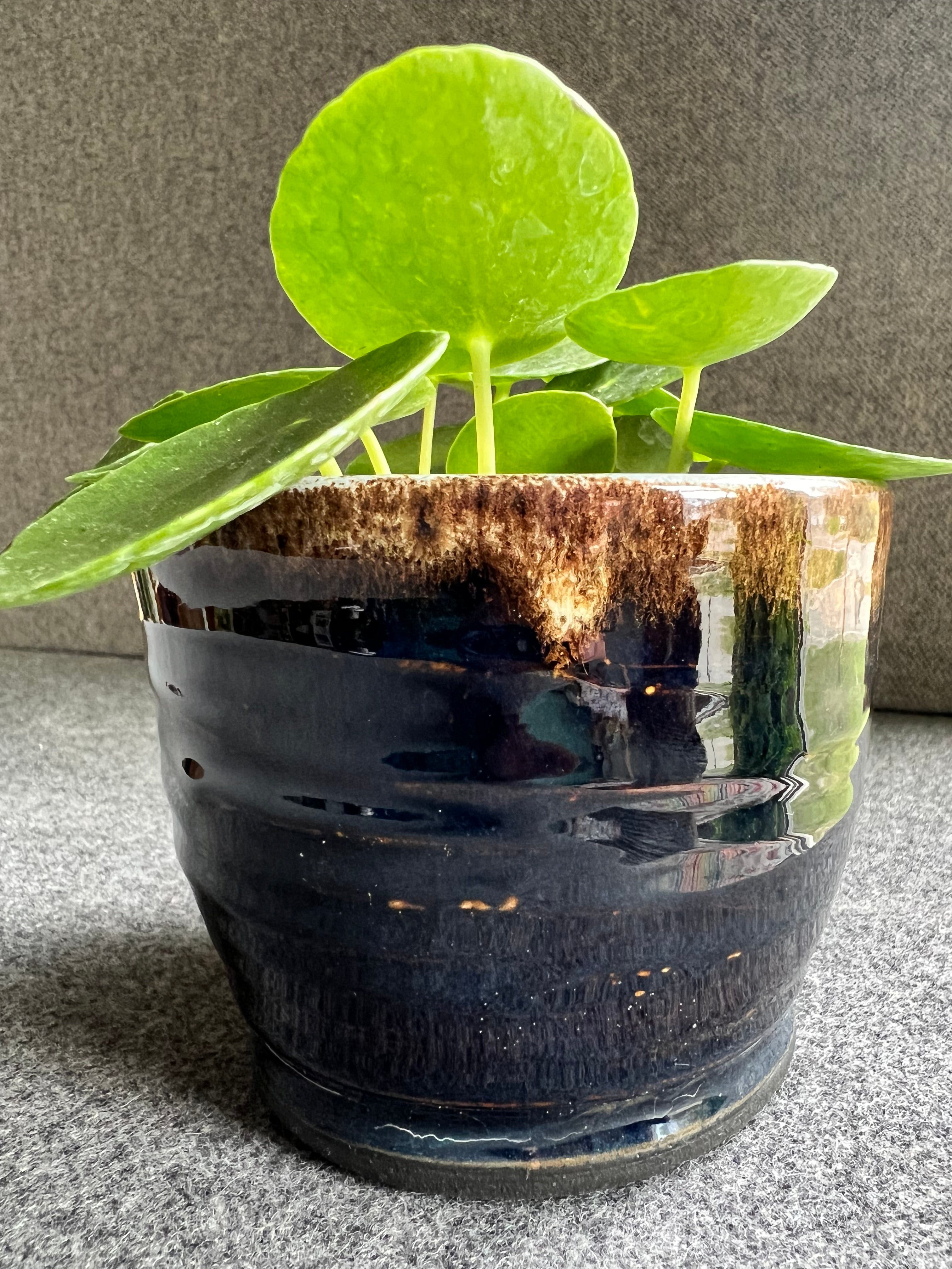 A lush green plant sits inside a handmade black and coffee colored ceramic flower pot.