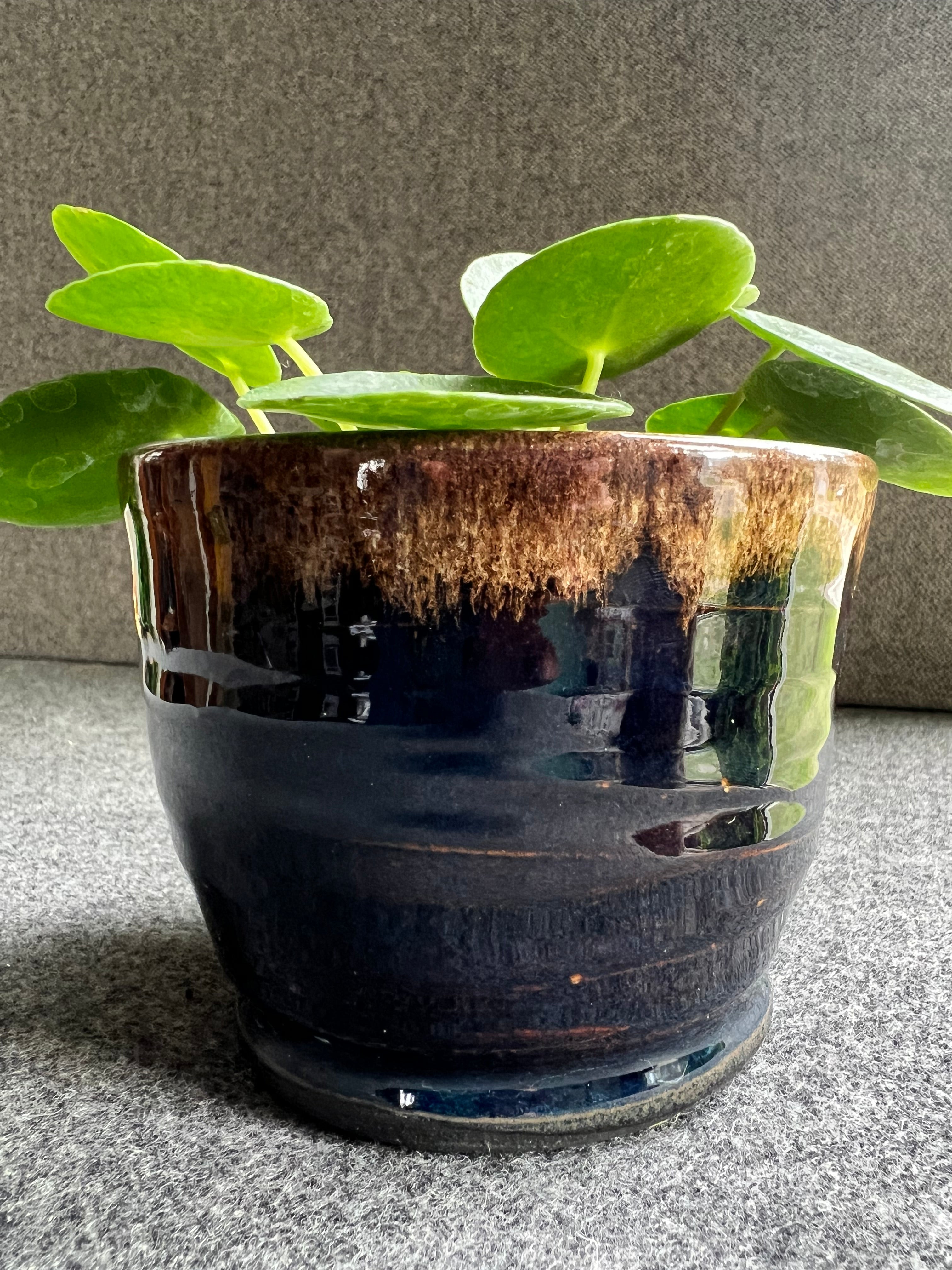 A lush green plant sits inside a handmade black and coffee colored ceramic flower pot.