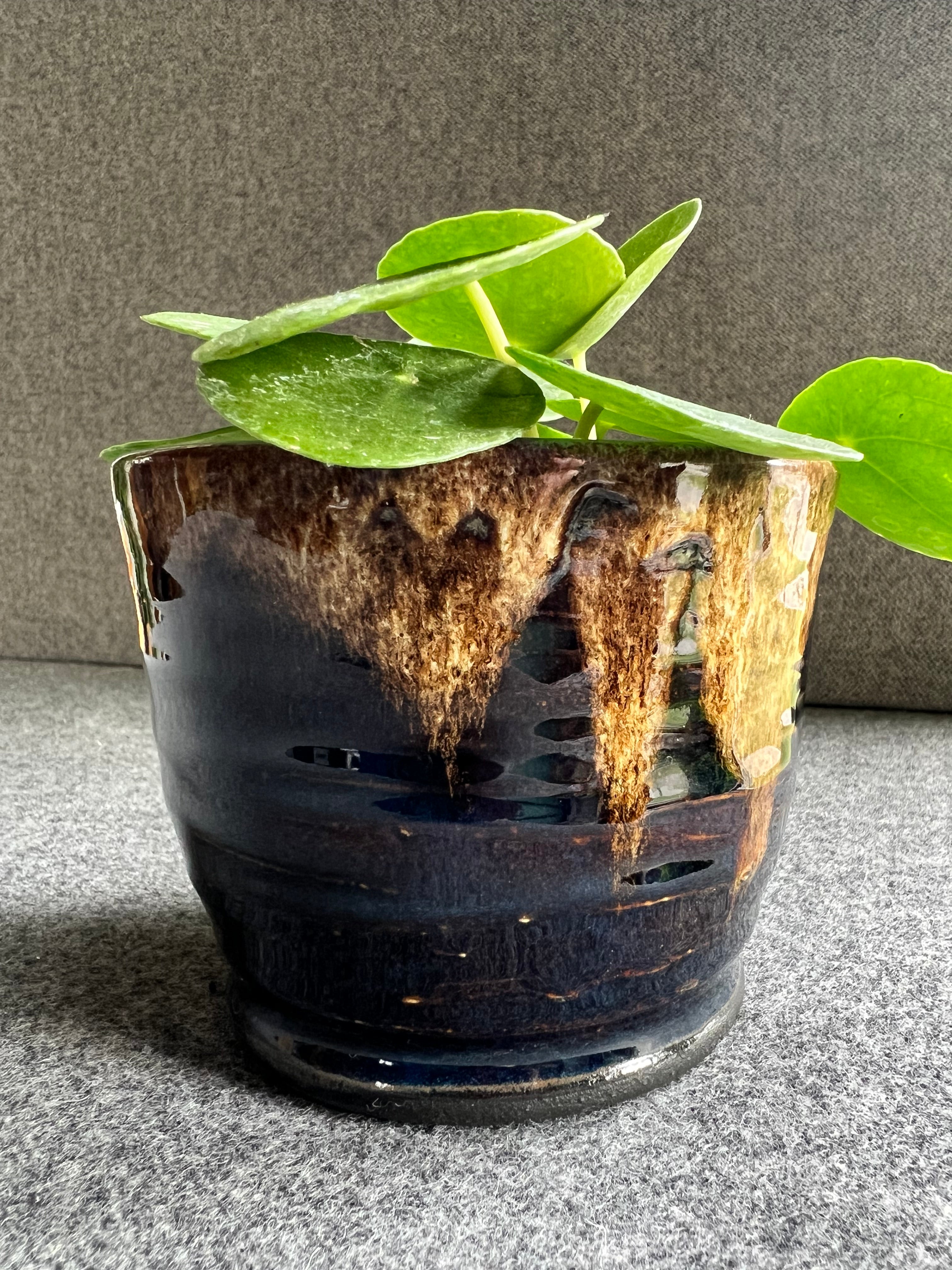 A lush green plant sits inside a handmade black and coffee colored ceramic flower pot.